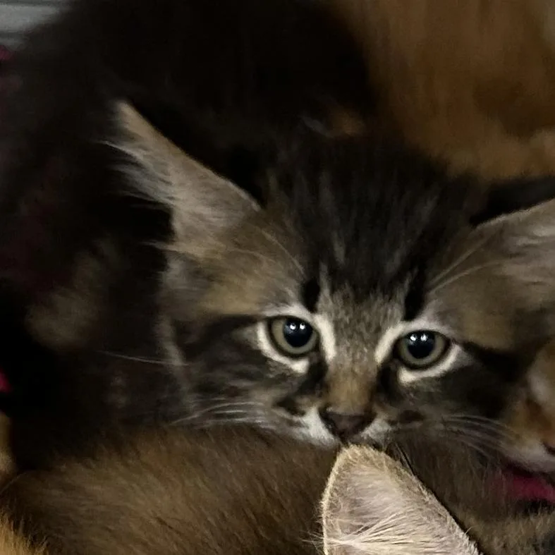 A baby small-sized male Brown / Chocolate Domestic Long Hair cat named Chevron for adoption in Hannibal, MO