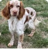 A young medium-sized female English Setter dog named Nora for adoption in East China, MI