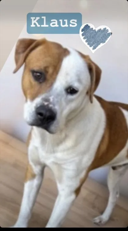 Klaus