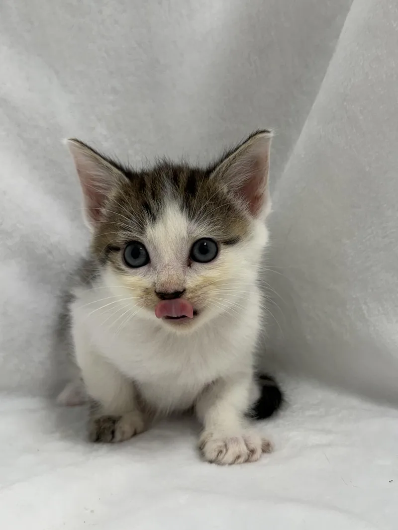 A baby medium-sized male Tabby (Brown / Chocolate) Domestic Short Hair cat named Churro for adoption in Greensboro, NC