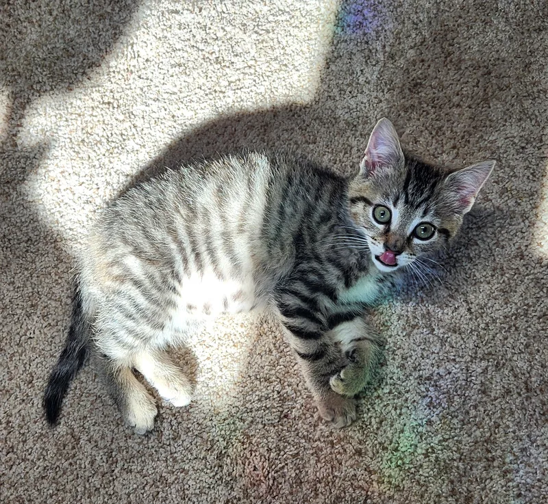 A baby medium-sized female Tabby (Brown / Chocolate) Domestic Short Hair cat named Shelley for adoption in Boiling Springs, PA