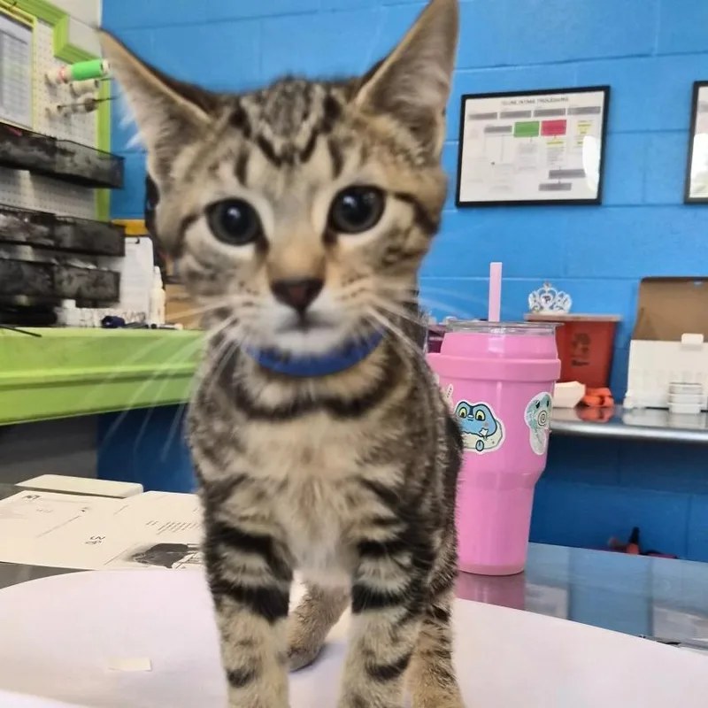 A baby medium-sized male Brown / Chocolate Domestic Short Hair cat named Thunder for adoption in Montgomery, AL
