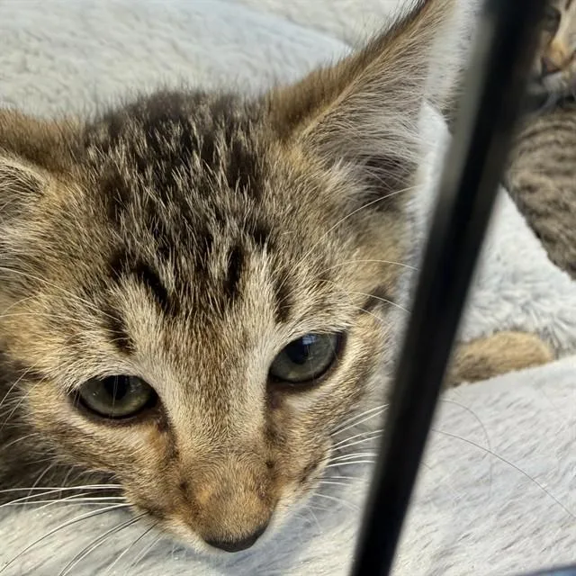 A baby small-sized male Domestic Short Hair cat named Archie for adoption in Alameda, CA