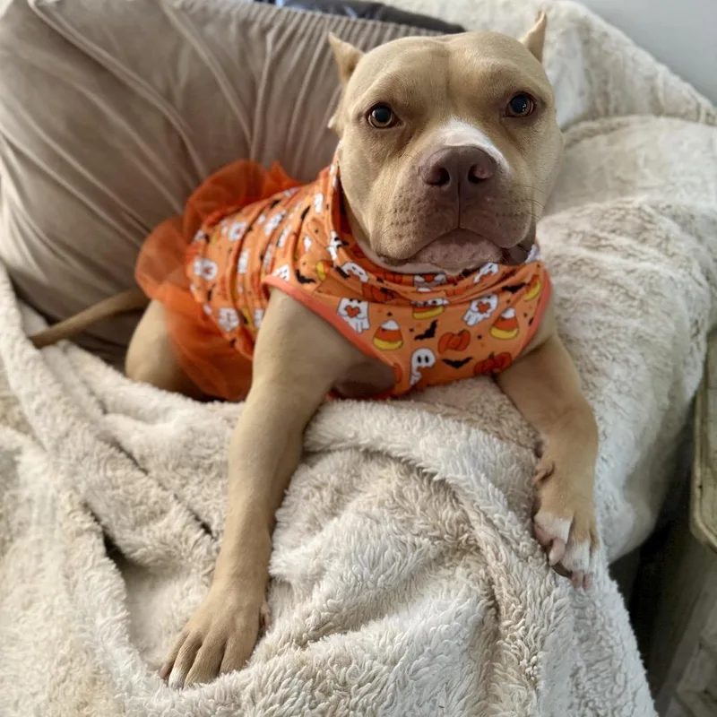 An adult medium-sized female Gray / Blue / Silver American Staffordshire Terrier dog named Barbie for adoption in St. Peters, MO