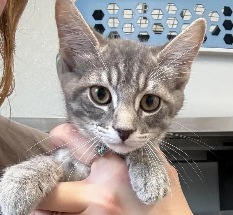 A baby medium-sized female Domestic Short Hair cat named Lady Purrington for adoption in Bolivar, MO