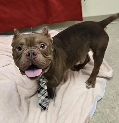 A young medium-sized male Brown / Chocolate Mixed Breed dog named Toad for adoption in Hamilton, OH