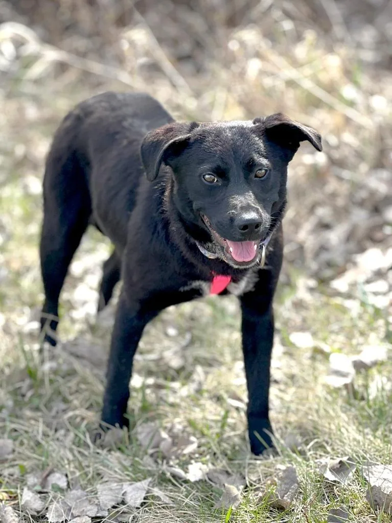 A baby medium-sized female Mixed Breed dog named Fiona for adoption in Savage, MN