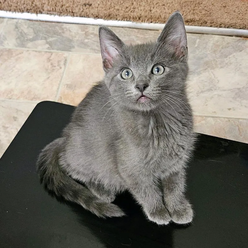 A baby small-sized female Gray / Blue / Silver Domestic Short Hair cat named Storm Cloud for adoption in Hemet, CA
