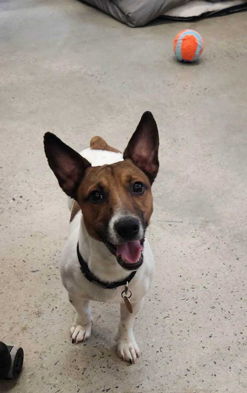 A young small-sized male White / Cream Jack Russell Terrier dog named Hip Hop for adoption in New Rochelle, NY