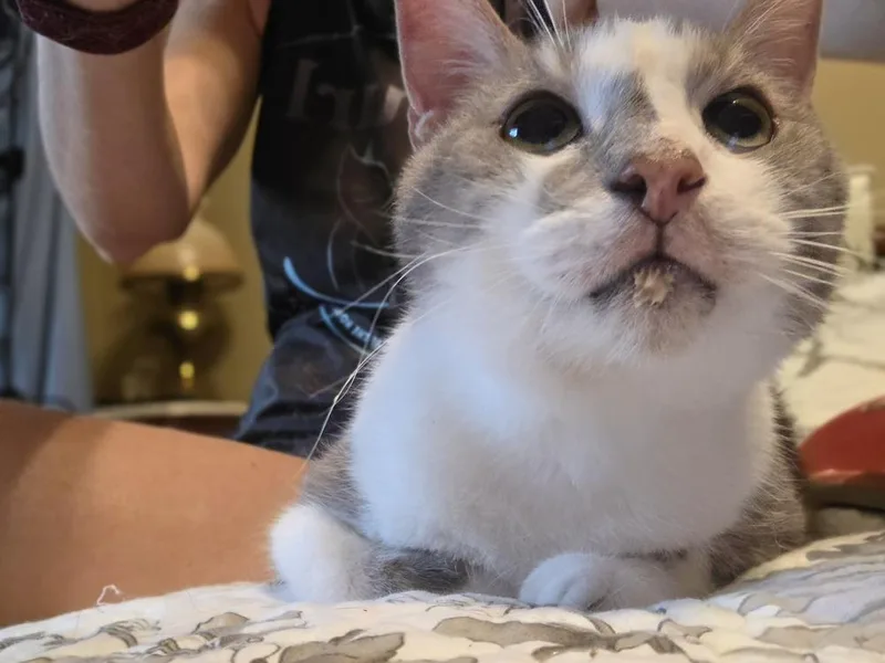 An adult large-sized male Domestic Short Hair cat named Sammie for adoption in Elyria, OH