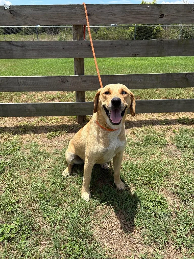 An adult medium-sized female Terrier dog named Veronica for adoption in Wauchula, FL