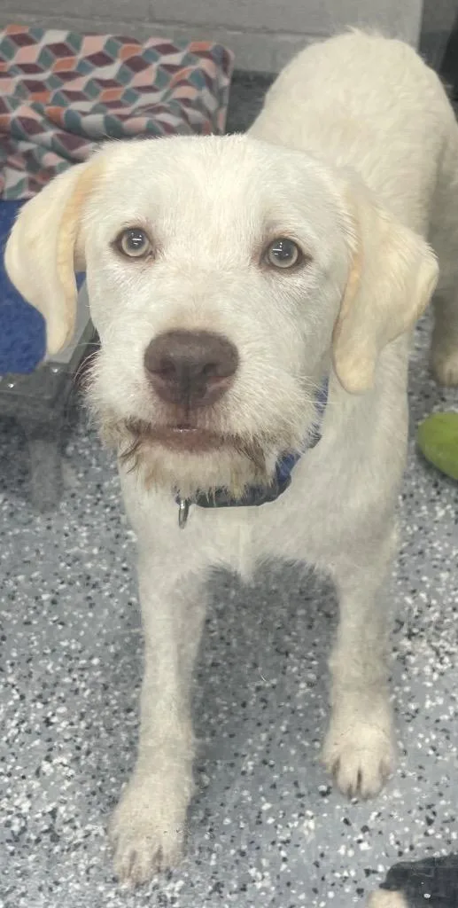 A baby medium-sized male Schnauzer dog named Jethreaux for adoption in Seven Points, TX