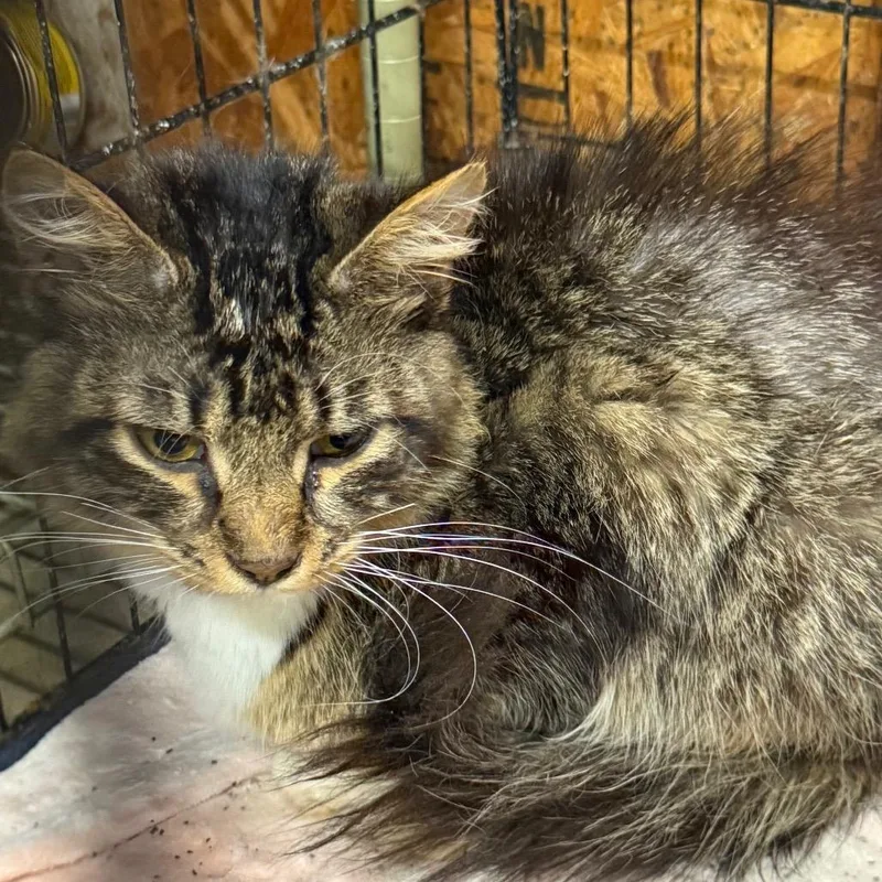 A young small-sized male Brown / Chocolate Domestic Long Hair cat named Indigo for adoption in Lancaster, OH