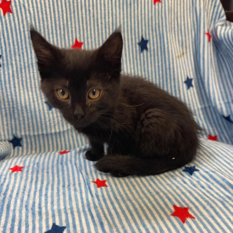 A baby small-sized female Black Domestic Short Hair cat named Ivy for adoption in Kittanning, PA
