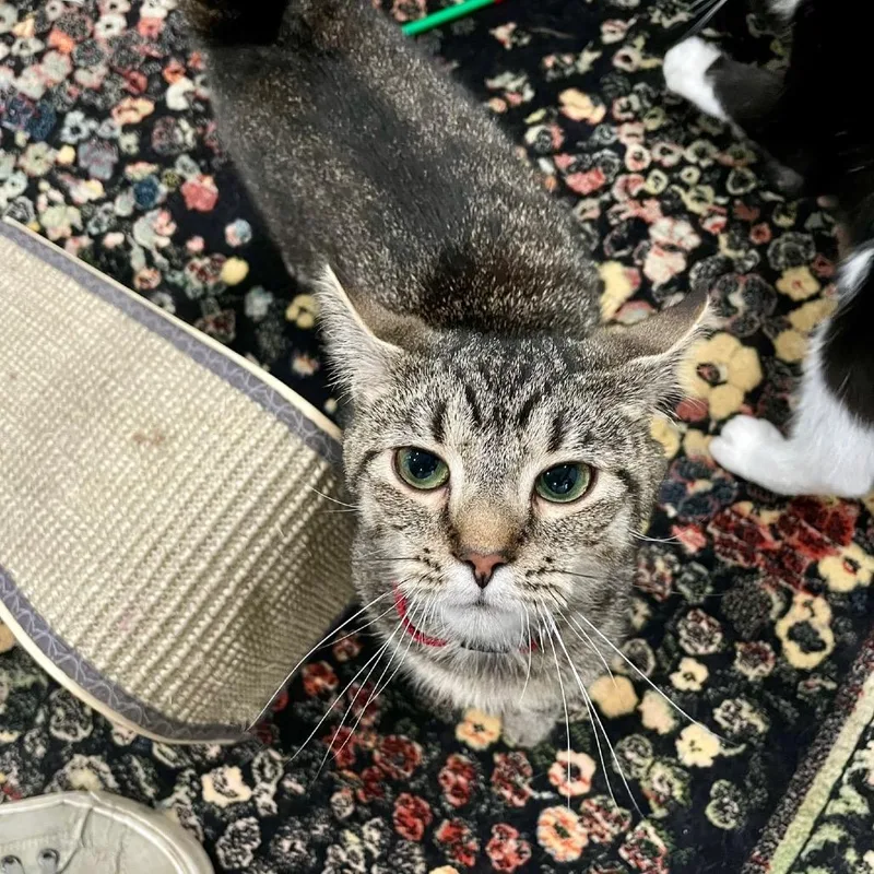 An adult medium-sized female Brown / Chocolate Domestic Short Hair cat named CeeCee for adoption in Fairmont, WV