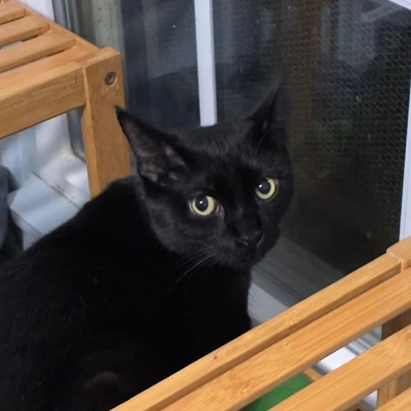 A young medium-sized male Black Domestic Short Hair cat named Bo for adoption in Richland, MI