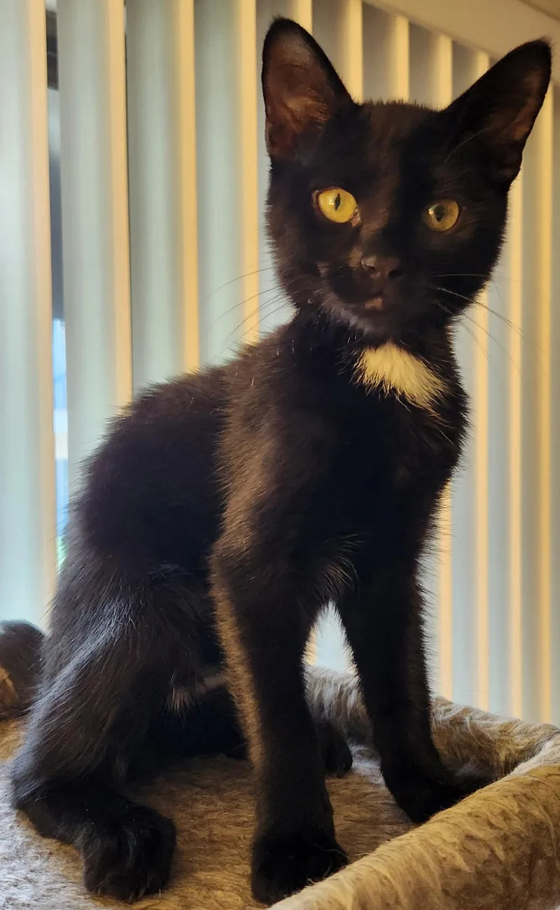A baby medium-sized male Black & White / Tuxedo Domestic Short Hair cat named Biscuits for adoption in Linden, NJ