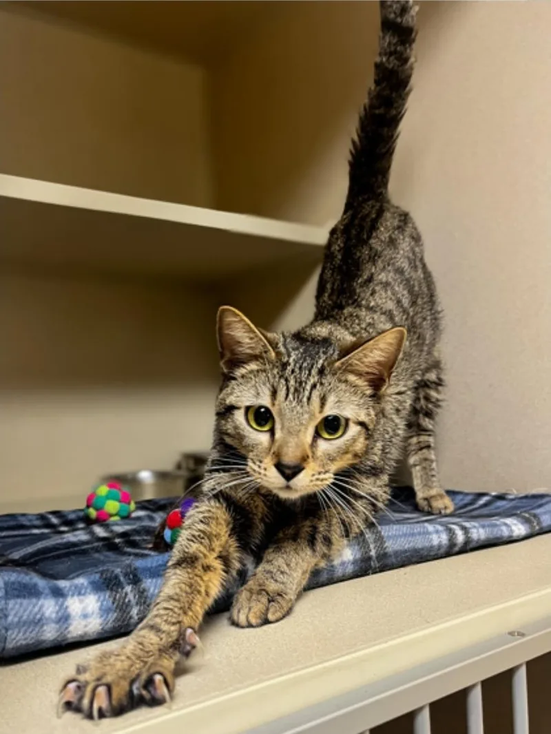 An adult medium-sized female Tabby (Buff / Tan / Fawn) Domestic Short Hair cat named Lucy for adoption in Winfield, KS