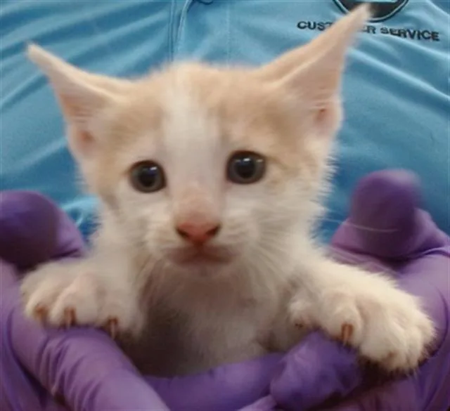 A baby small-sized male Domestic Short Hair cat named Joey for adoption in Miami, FL