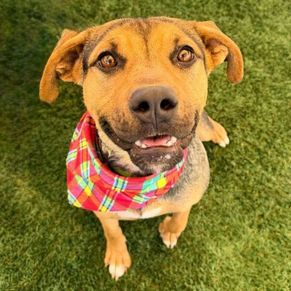 An adult large-sized female German Shepherd Dog dog named Sugar for adoption in Walnut Creek, CA