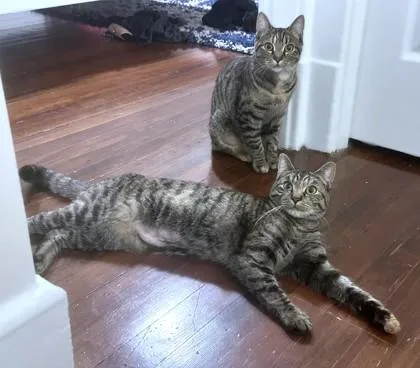 An adult medium-sized female Domestic Short Hair cat named Twin for adoption in Washington, DC