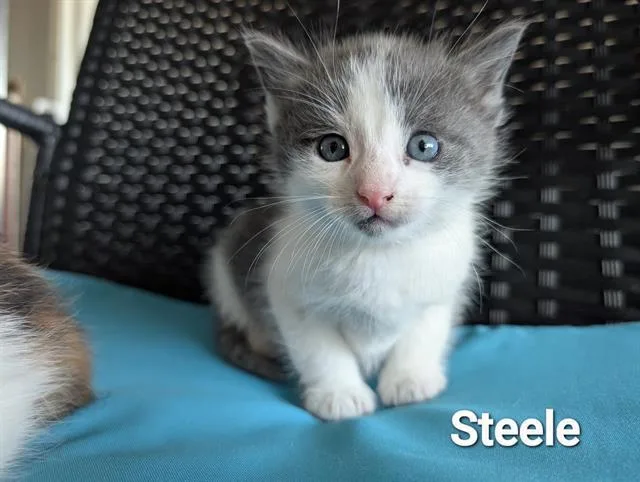 Steele