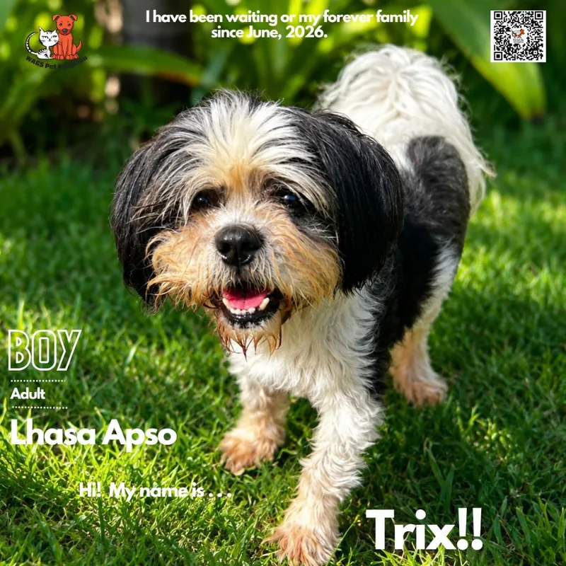 Trix thumbnail 2