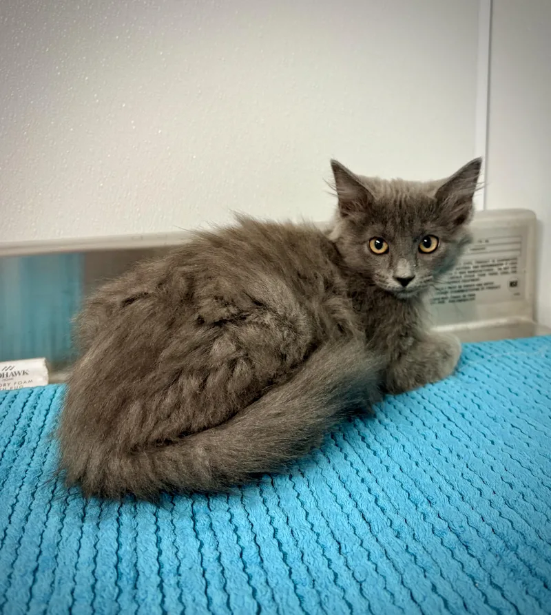 A baby small-sized female Gray / Blue / Silver Domestic Long Hair cat named Dustina for adoption in Kalamazoo, MI