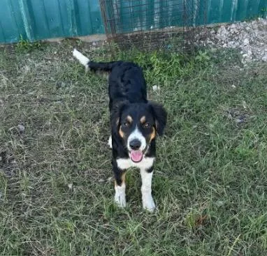 A baby medium-sized male Tricolor (Brown, Black, & White) Australian Shepherd dog named Kip for adoption in Boulder, CO