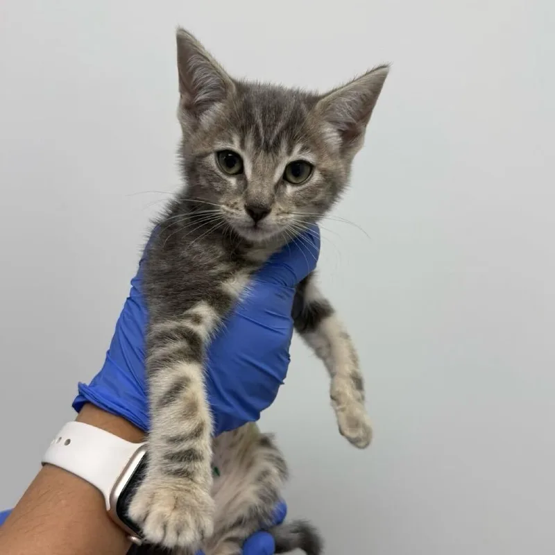 A baby small-sized female Torbie Domestic Short Hair cat named Granite for adoption in Sunnyvale, CA