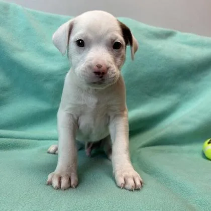 A baby medium-sized male Mixed Breed dog named Timmy for adoption in Janesville, WI