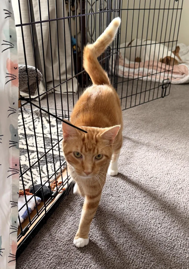 A young medium-sized male Orange & White Domestic Short Hair cat named Oliver for adoption in Rootstown, OH