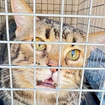 Oliver