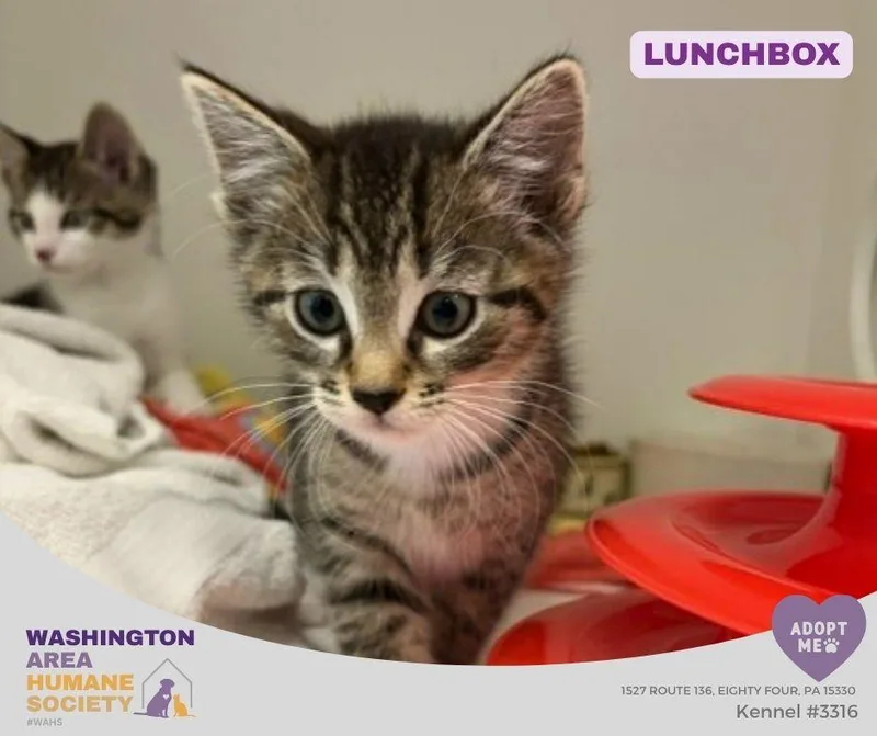 A baby small-sized female Tabby (Brown / Chocolate) Domestic Short Hair cat named Lunchbox for adoption in Eighty Four, PA