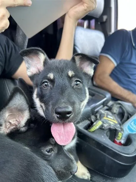 A baby small-sized male German Shepherd Dog dog named Johnny for adoption in San Antonio, TX