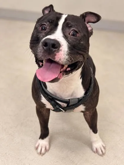 An adult large-sized male Pit Bull Terrier dog named Bud for adoption in Gulfport, MS