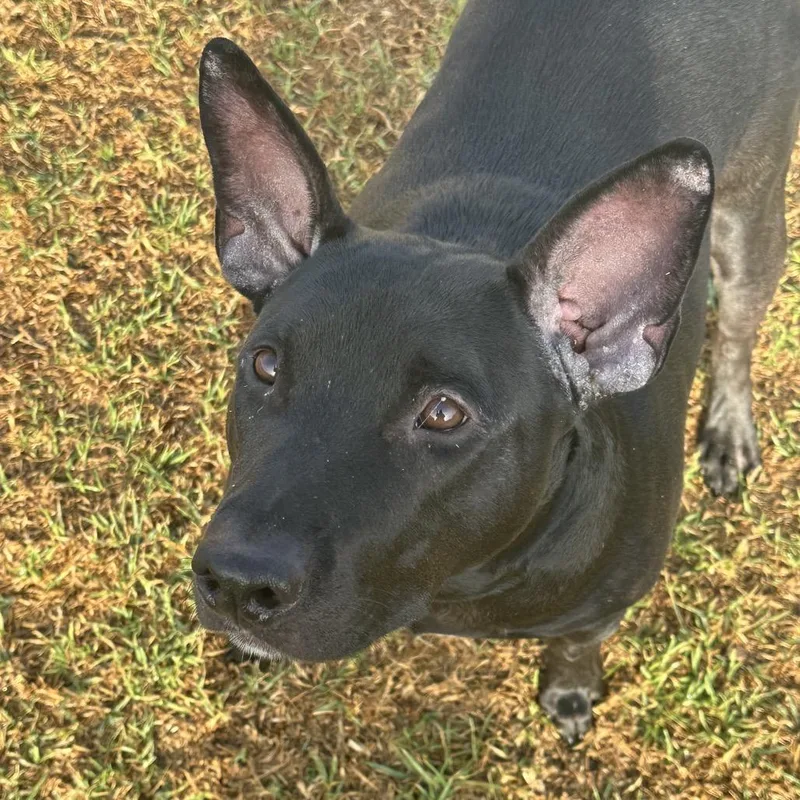An adult large-sized male Black Bull Terrier dog named Toad for adoption in Santa Barbara, CA