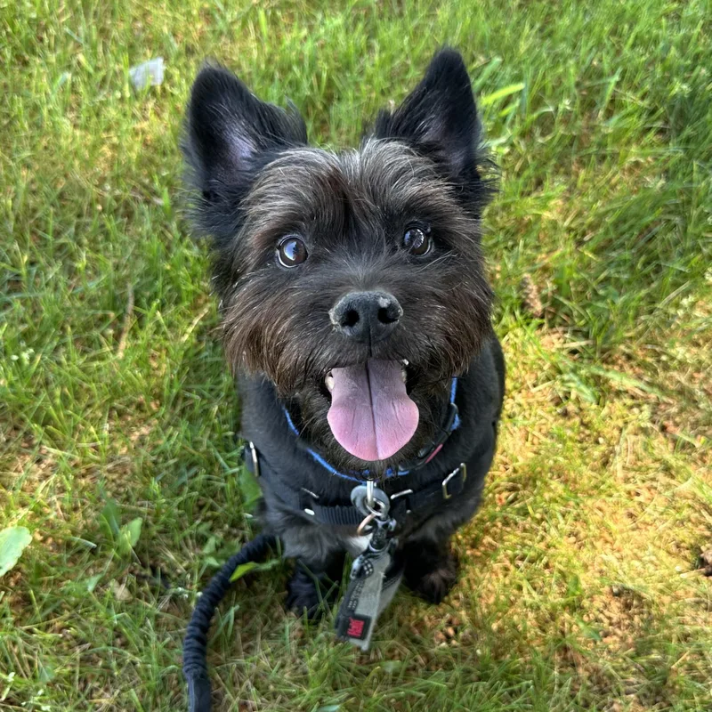 An adult small-sized male Cairn Terrier dog named Clyde for adoption in Hartland, WI