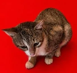 A young medium-sized male Domestic Short Hair cat named Brunhilda for adoption in Wauchula, FL