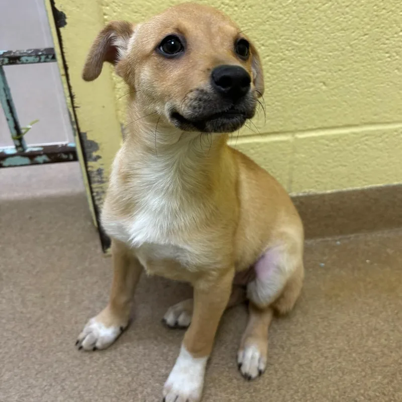 A baby medium-sized female Terrier dog named Cannoli for adoption in Danbury, CT