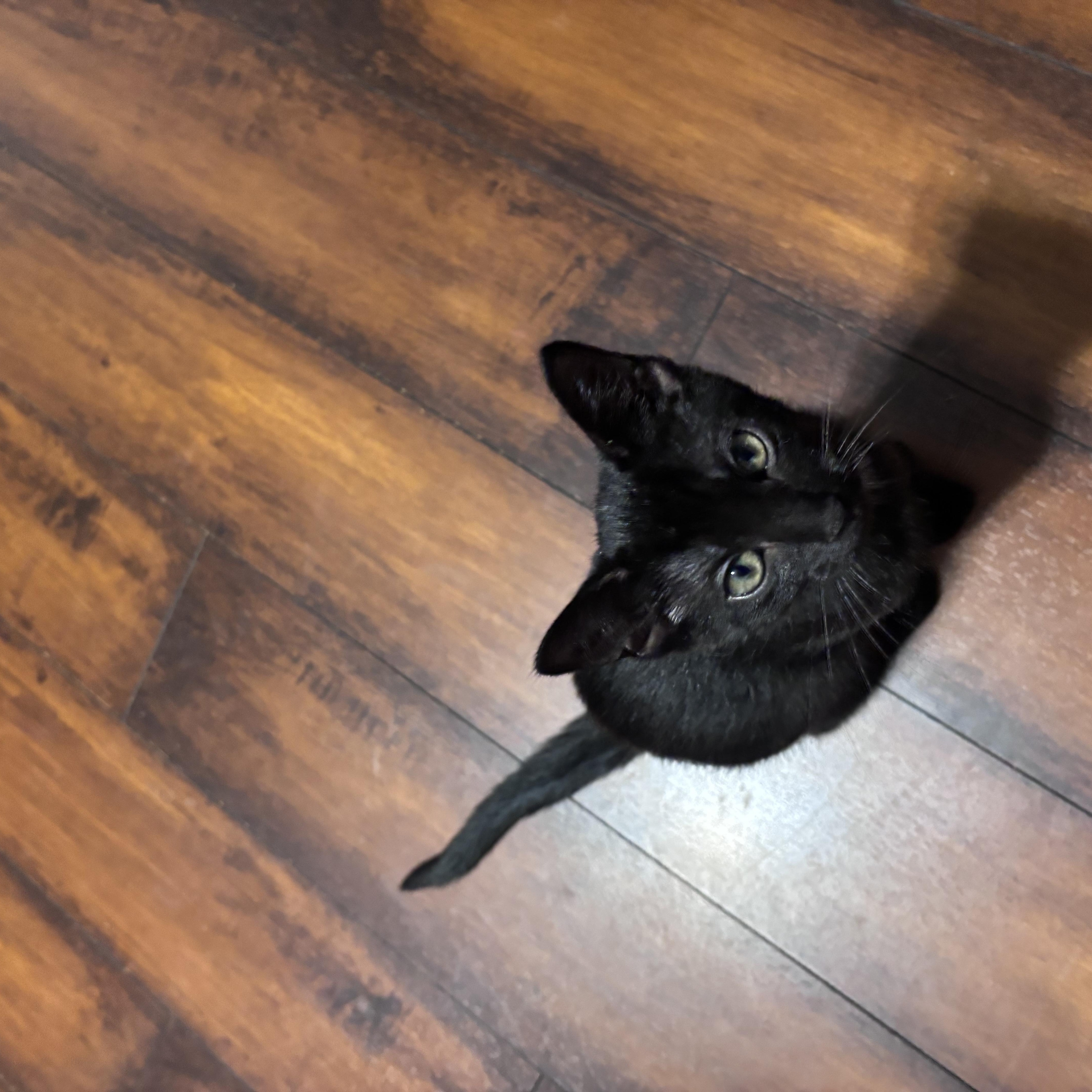 A baby medium-sized female Black Domestic Short Hair cat named Caroline for adoption in West Jefferson, OH