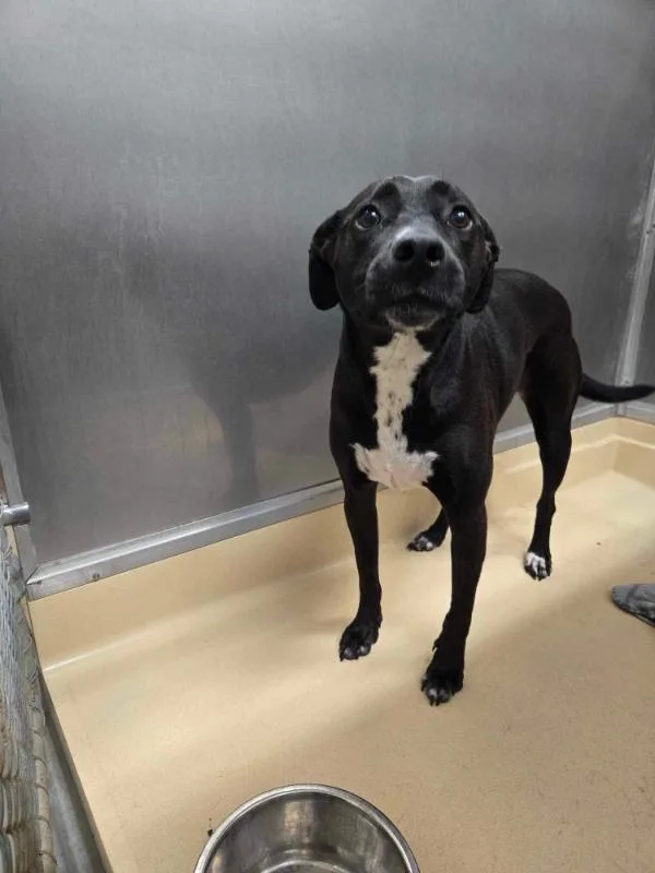 An adult medium-sized female Black Labrador Retriever dog named Zoe for adoption in Burgaw, NC