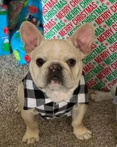 An adult small-sized male French Bulldog dog named Thor for adoption in Chandler, AZ