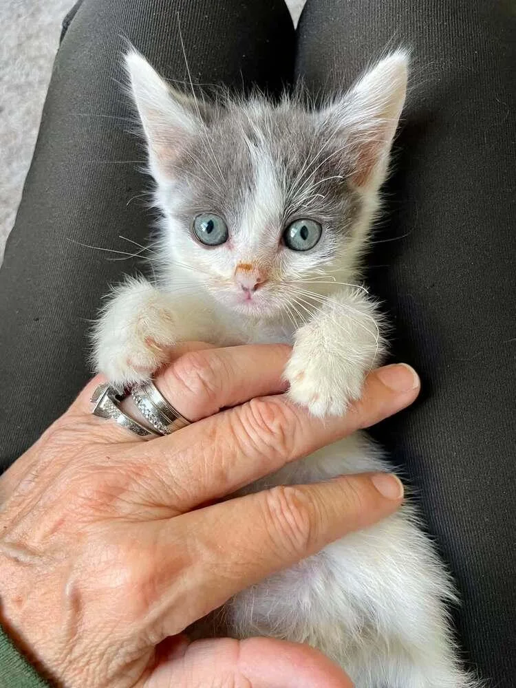 A baby small-sized male Gray & White Domestic Short Hair cat named Waffles for adoption in Salisbury, NC