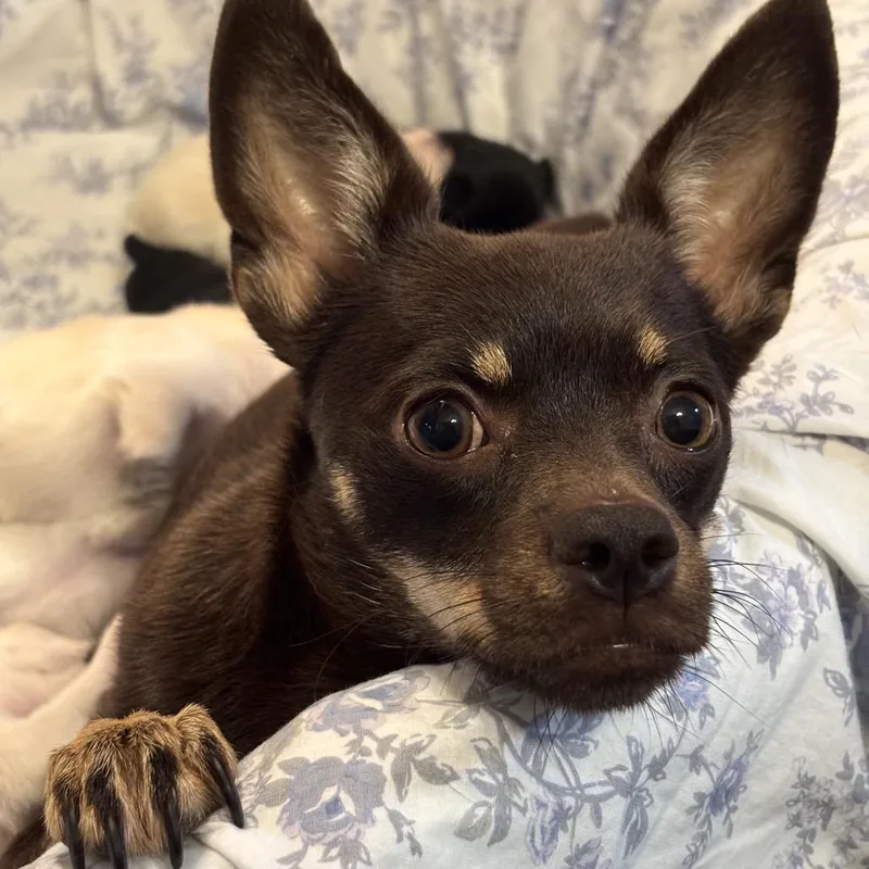 An adult small-sized female Brown / Chocolate Chihuahua dog named Gizmo for adoption in Austell, GA