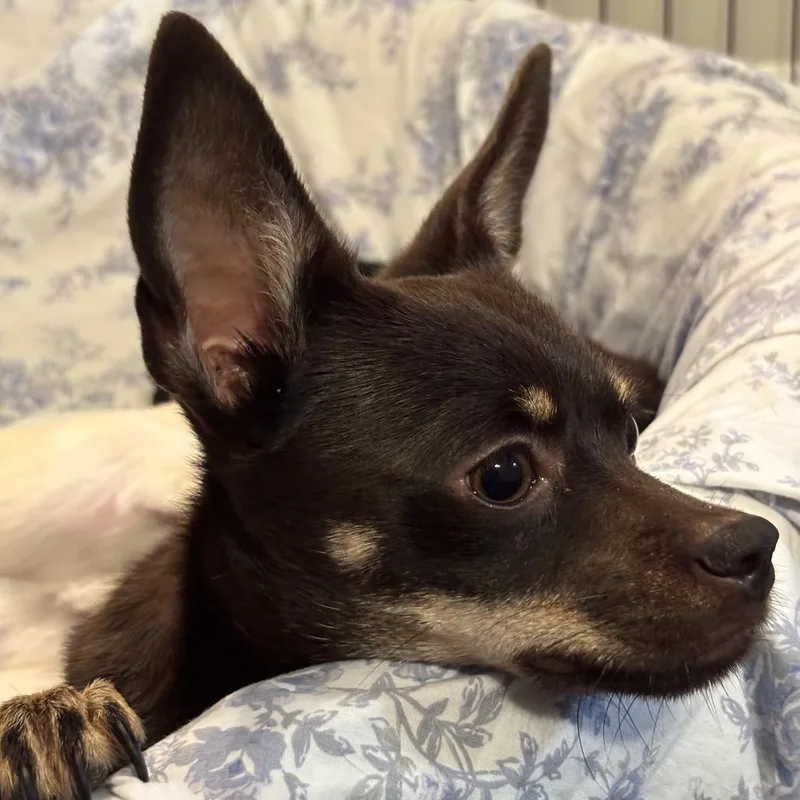 Gizmo thumbnail 2