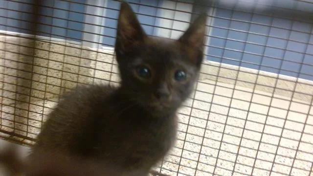 A baby small-sized male Domestic Long Hair cat named Storm for adoption in Miami, FL