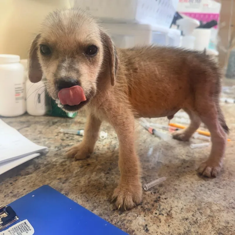 A baby small-sized male Yellow / Tan / Blond / Fawn Mixed Breed dog named Yeller for adoption in Corinth, MS