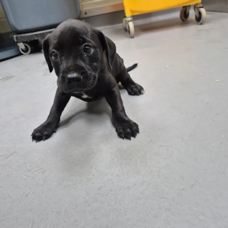 A baby small-sized female Black Mixed Breed dog named StrayMilgenRoad for adoption in Columbus, GA