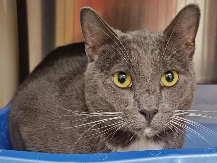 An adult large-sized male Domestic Short Hair cat named Shadow for adoption in Wahpeton, ND